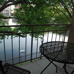 Swan view from the patio