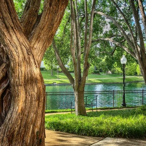 Trees and green grass along the walkways at Tonti Lakeside