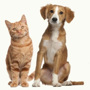 pet friendly community