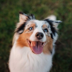 picture of a dog