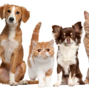 dogs and cats